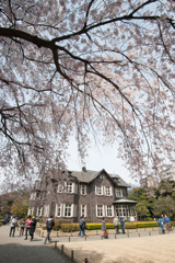 旧古河庭園【洋館と桜】①20170402