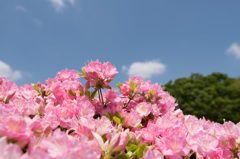 【神代植物公園(ツツジ)】⑪20150426