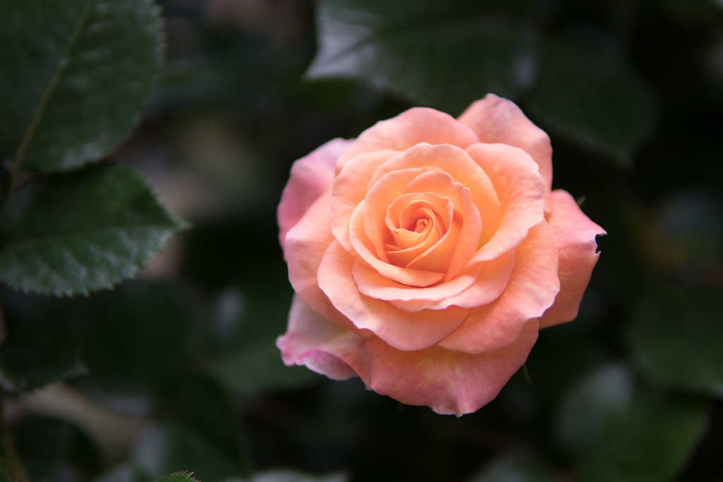 YEG【春バラ：デイ・ブレイカー】20190519