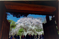 六義園【枝垂れ桜】①20200320