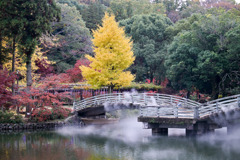 薬師池公園【タイコ橋と黄葉】②20251119