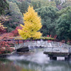 薬師池公園【タイコ橋と黄葉】②20251119
