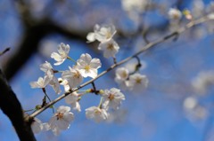 【サクラ】③20140330
