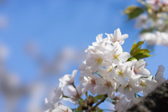 新宿御苑【サクラ：大島桜】③20190324