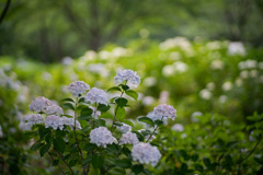 相模原北公園【紫陽花：インマクラータ】①20210613