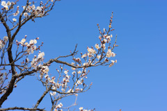 神代植物公園【梅：雲の曙】②20190126