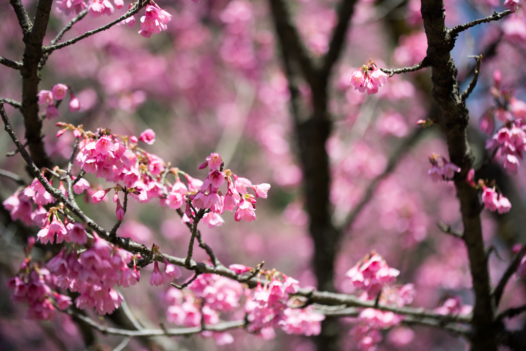 神代植物公園【寒緋桜】③20230319
