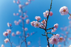 小田原FG【梅：通い小町】②20190224