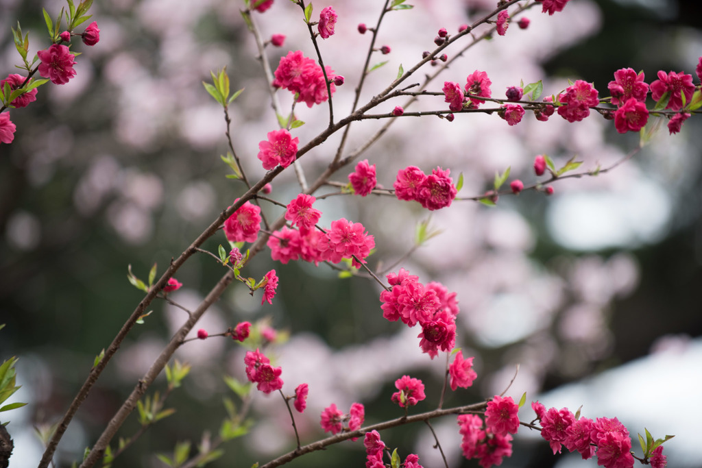 【新宿御苑(ハナモモ)】⑤20160402