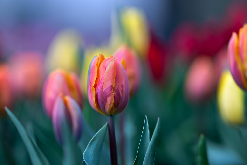 花菜ガーデン【アイスチューリップ(橙系)】20251219