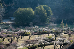 薬師池公園【梅林の遠景】①20220312