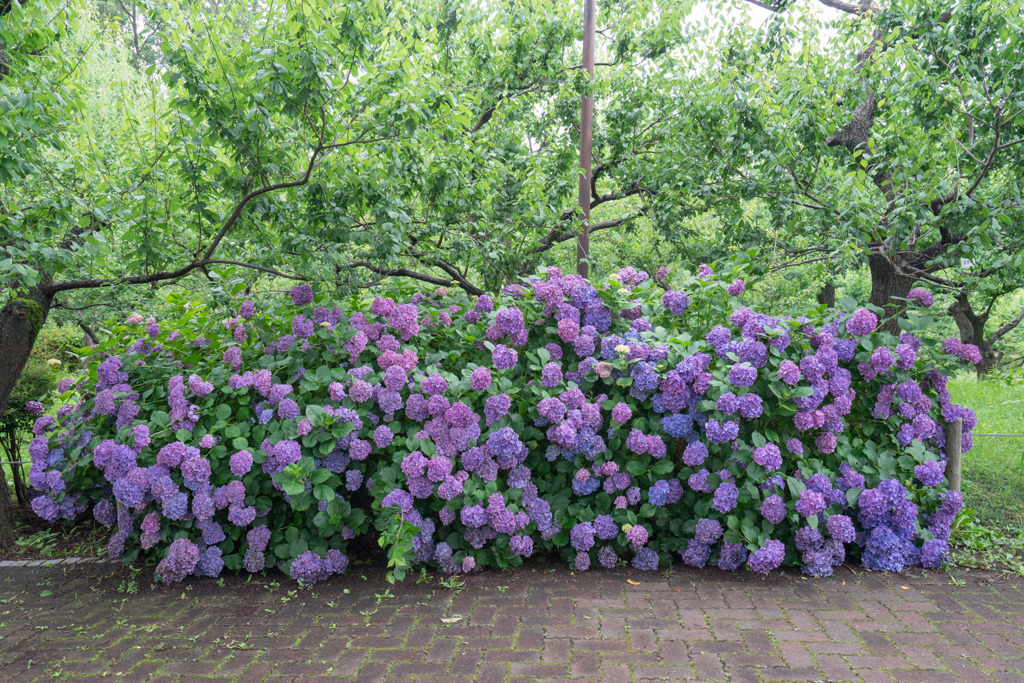 府中市郷土の森【群生するアジサイ】①20190629
