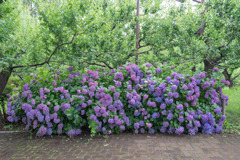 府中市郷土の森【群生するアジサイ】①20190629