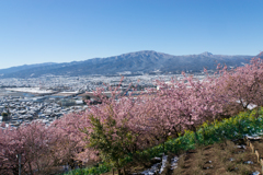 松田山【河津桜と箱根の山々】20170211