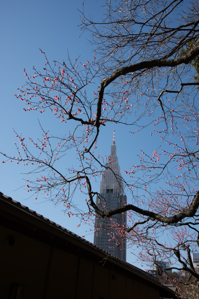 新宿御苑【梅】①20170204