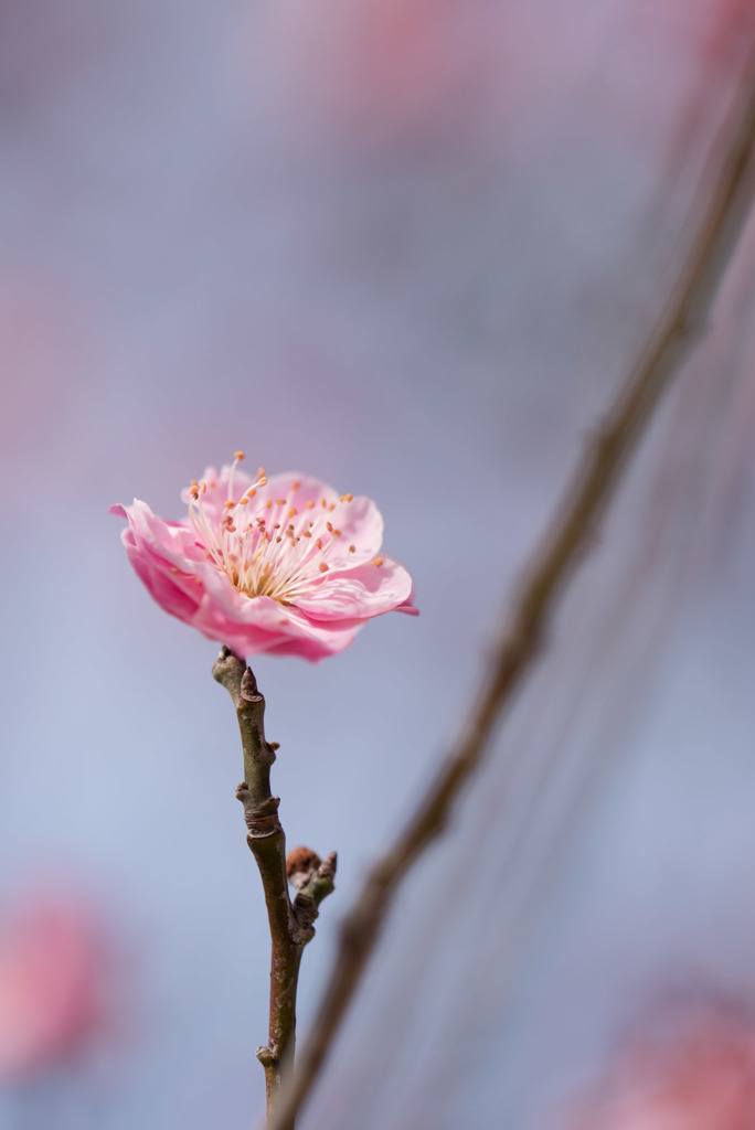 小田原FG【梅：蓮久】20190210