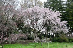 神代植物公園【サクラ：枝垂桜】①20240406