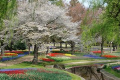 【チューリップと桜】20140413
