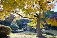 新宿御苑【日本庭園の紅葉】①20241206