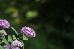 【薬師池公園(赤色の紫陽花)】①20160612