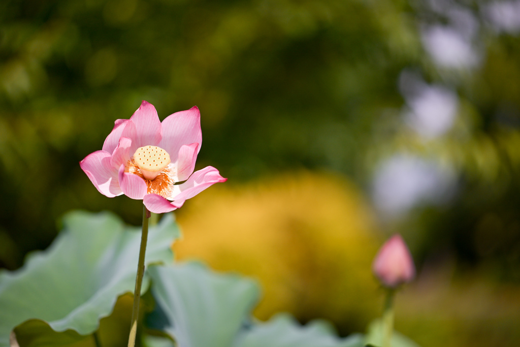 大船フラワーセンター【蓮の花：紅蜀紅蓮】20240730
