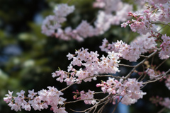新宿御苑【桜：江戸彼岸】①20170402