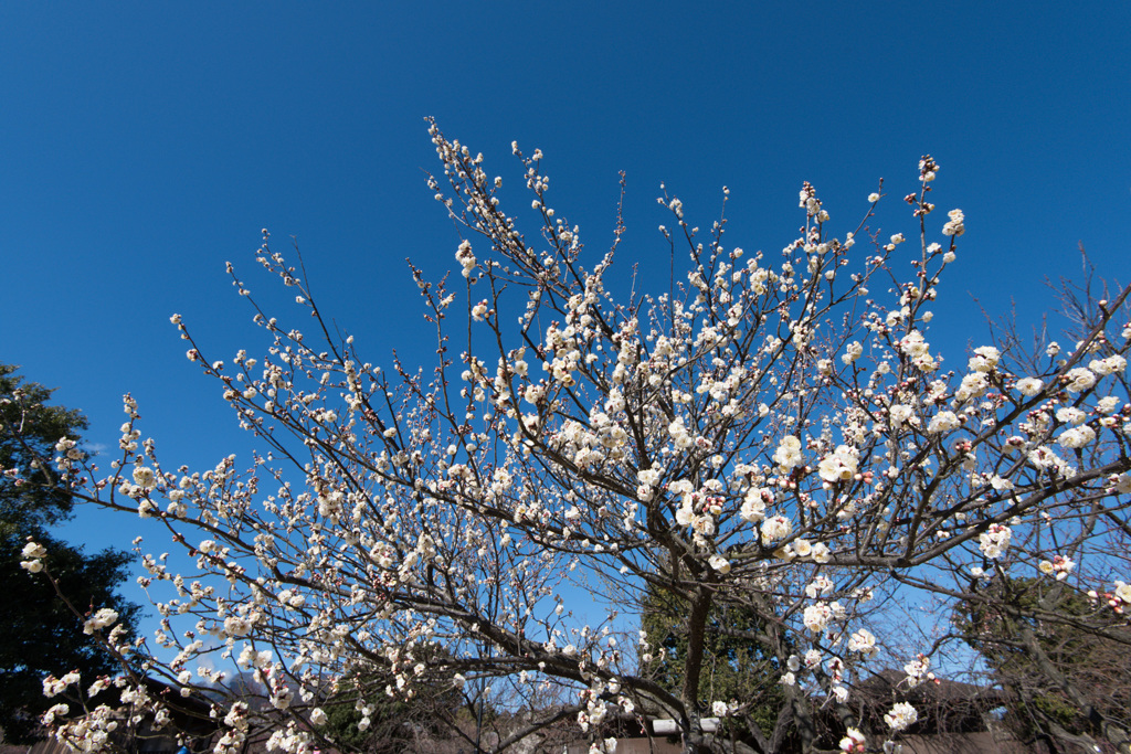 【小田原フラワーガーデン(辻村早咲)】①20150214