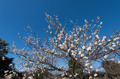 【小田原フラワーガーデン(辻村早咲)】①20150214