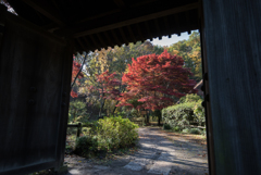 薬師池公園【薬医門近辺】①20161120