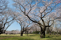 昭和記念公園【桜の園の眺め】①20200326