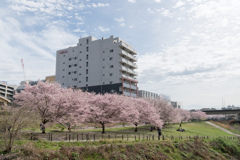 早朝ウォーキング桜巡り【早渕川沿いの桜並木】①20230324