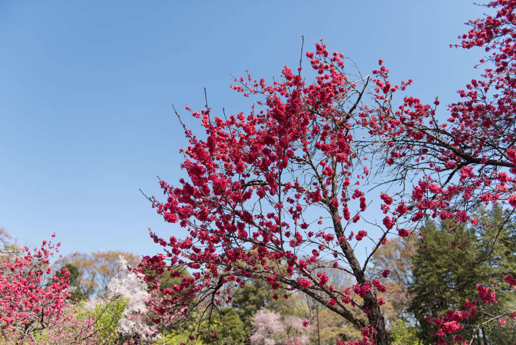 神代植物公園【ハナモモ：黒皮】①20190413