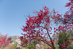 神代植物公園【ハナモモ：黒皮】①20190413