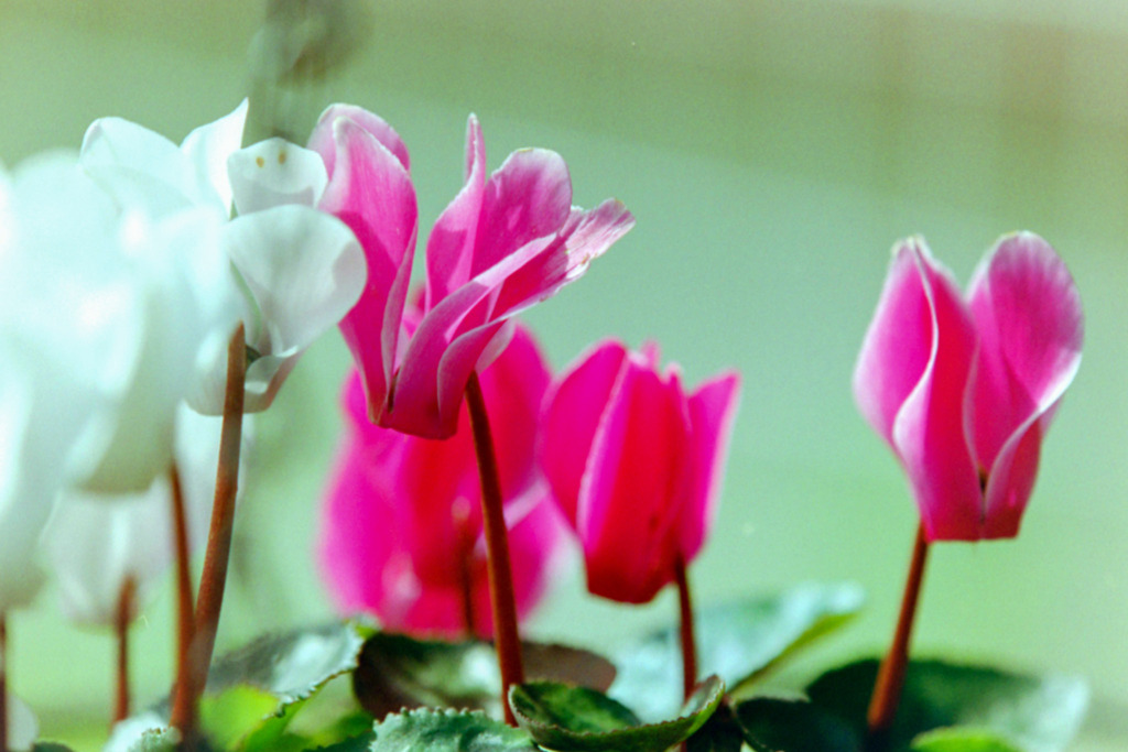 庭の花【シクラメン】20200416