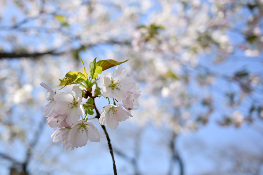 神代植物公園【サクラ：寒咲大島】②20240330