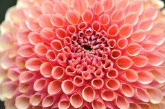 【神代植物公園・NO11-396】3