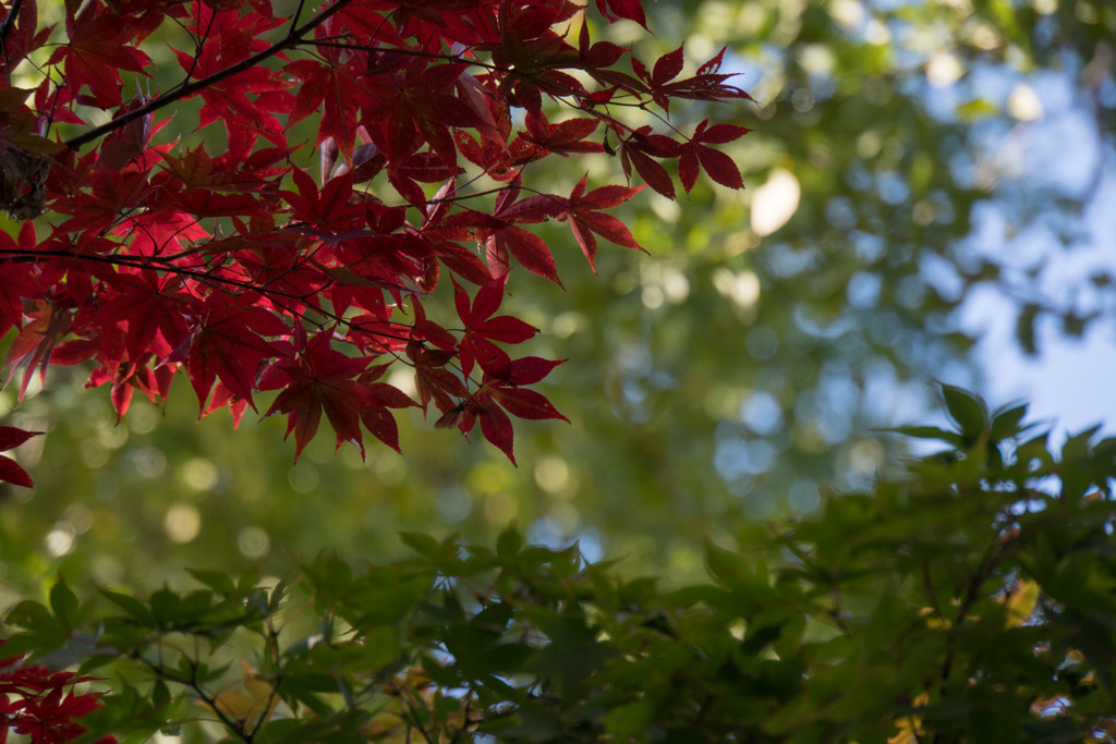 【九品仏浄真寺の紅葉】①20171112