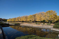 昭和記念公園【カナールの光景】②20201114