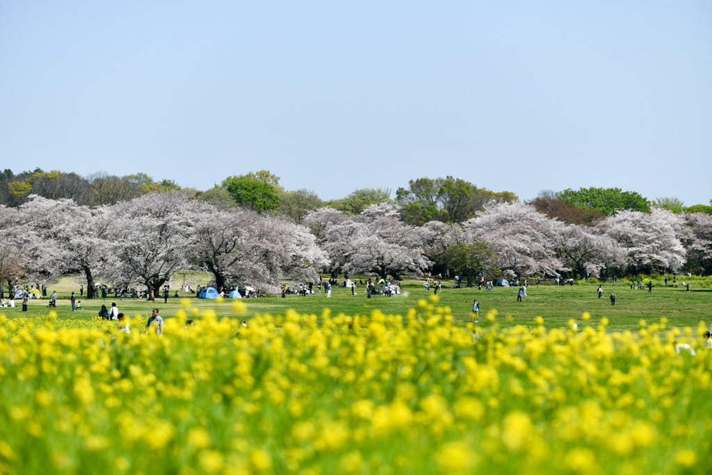 昭和記念公園【桜の園の眺め】②20240414