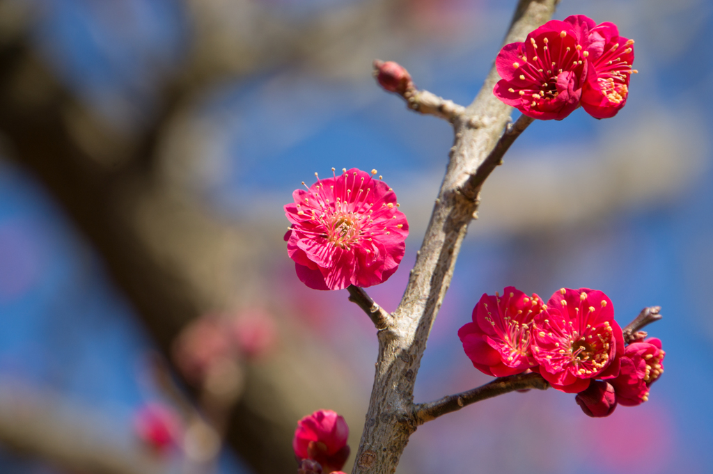 小田原フラワーガーデン【梅：鹿児島紅】20170128