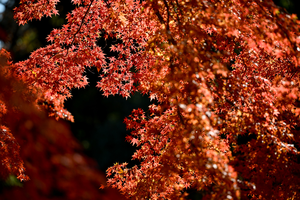 神代植物公園【自由広場(南口の紅葉)】②20241203