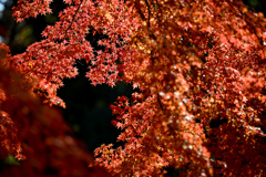 神代植物公園【自由広場(南口の紅葉)】②20241203