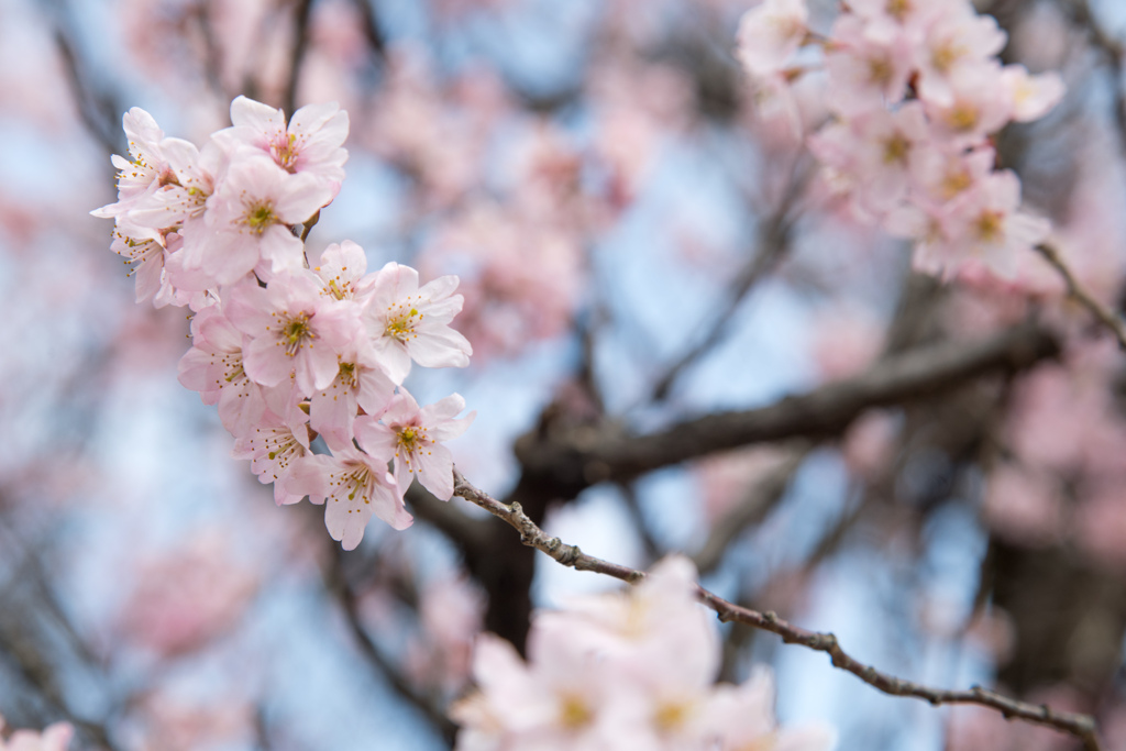 新宿御苑【早咲き桜：東海桜】②20220320