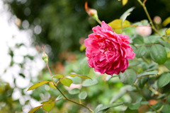 4花菜ガーデン【秋パラ：ザ・メイフラワー】20251027