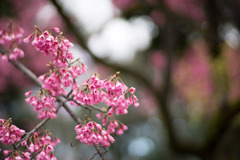 早春の神代植物公園【サクラ：寒緋桜】③20200315