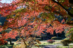 新宿御苑【日本庭園の紅葉】③20241206
