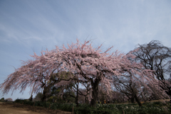 新宿御苑【桜：枝垂れ桜】②20170325