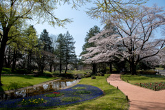 昭和記念公園【渓流広場の一本桜】①20200326