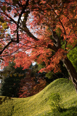 【小石川後楽園(丸屋付近の紅葉)】③20151212