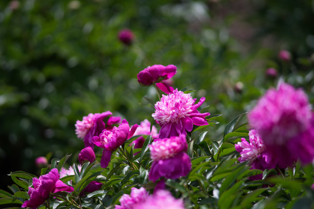 神代植物公園【芍薬：金雲】20180503